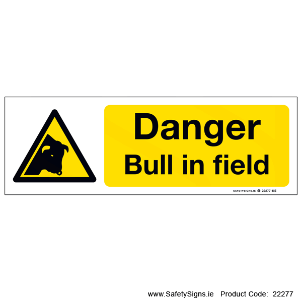Bull in Field - 22277